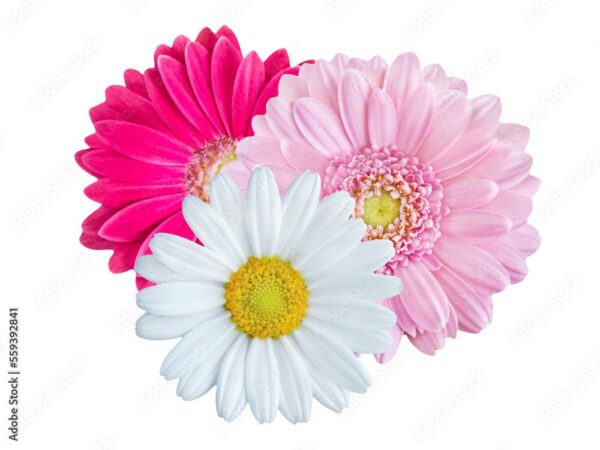 Blumen und Hintergrund transparent PNG cut out